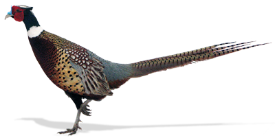 Wisconsin Ringnecked Pheasant